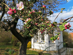 Schaugarten Saubergen Familie Österreicher Apfelblüte und Pavillon